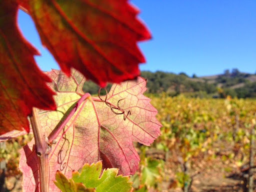 Winery «Limerick Lane Cellars», reviews and photos, 1023 Limerick Ln, Healdsburg, CA 95448, USA