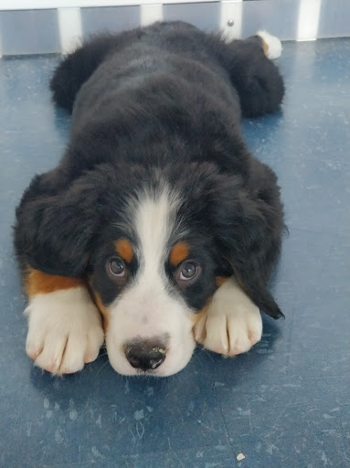 Pet Store «Puppies Plus LLC», reviews and photos, 6405 S Virginia St # 1, Reno, NV 89511, USA