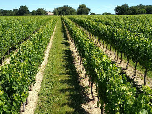 SCEA Vignoble de Marquet à Braud-et-Saint-Louis