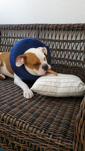 Pet Supply Store «DogSupplies.com Outlet Store», reviews and photos, 2960 St Rose Pkwy #170, Henderson, NV 89052, USA