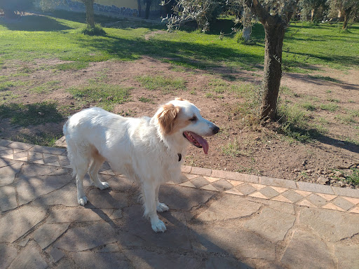 Pensioni per cani e dog hotel a Eden Bau ODV