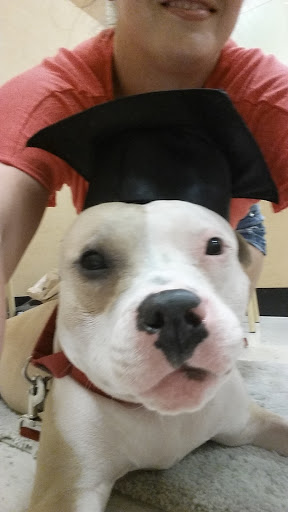 Pet Supply Store «PetSmart», reviews and photos, 1705 N Bechtle Ave, Springfield, OH 45504, USA