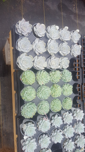 Market «Bedford Farmers Market», reviews and photos, 2824 Brown Trail, Bedford, TX 76021, USA