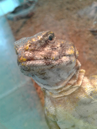 Pet Supply Store «D & D Pet Center», reviews and photos, 8813 Michigan Ave, Detroit, MI 48210, USA