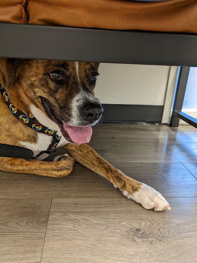 Hello Vet Pet Wellness Center image