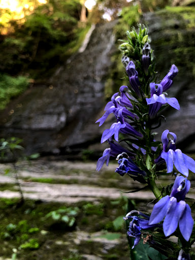 Nature Preserve «Sweedler and Thayer Preserves», reviews and photos, 10 Townline Rd, Ithaca, NY 14850, USA