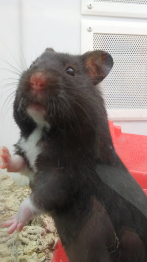 Pet Supply Store «Petco Animal Supplies», reviews and photos, 1207 S Caraway Rd, Jonesboro, AR 72401, USA