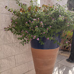 Photo n°1 de l'avis de Teresa.r fait le 16/07/2023 à 12:33 sur le  Corte di Nettuno - CDSHotels à Otranto