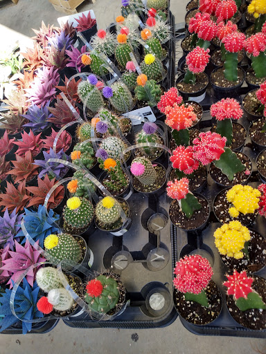 Shopping Mall «Galvez Shopping Center», reviews and photos, 6228 Broadway St, Galveston, TX 77551, USA