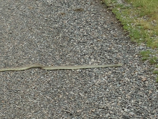 Public Golf Course «Murphy Creek Golf Course», reviews and photos, 1700 S Old Tom Morris Rd, Aurora, CO 80018, USA