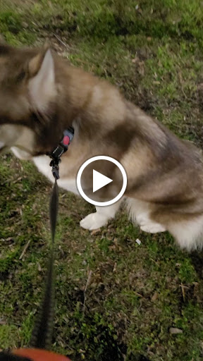 Park «Independence Park», reviews and photos, 3945 N Springfield Ave, Chicago, IL 60618, USA