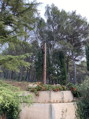 Côme Dans Les Arbres à Lambesc