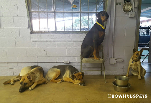 Dog Day Care Center «The Bowhaus Pet Company», reviews and photos, 2472 E Colorado Blvd, Pasadena, CA 91107, USA