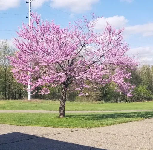 Golf Club «Gull Lake View Golf Club & Resort», reviews and photos, 7417 N 38th St, Augusta, MI 49012, USA