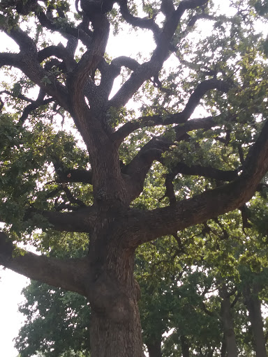 Park «Pleasant Oaks Park», reviews and photos, 8700 Greenmound Ave, Dallas, TX 75227, USA