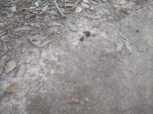 Public Golf Course «Newport News Golf Club at Deer Run», reviews and photos, 901 Clubhouse Way, Newport News, VA 23608, USA