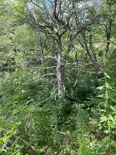 Nature Preserve «Norman Bird Sanctuary», reviews and photos, 583 3rd Beach Rd, Middletown, RI 02842, USA