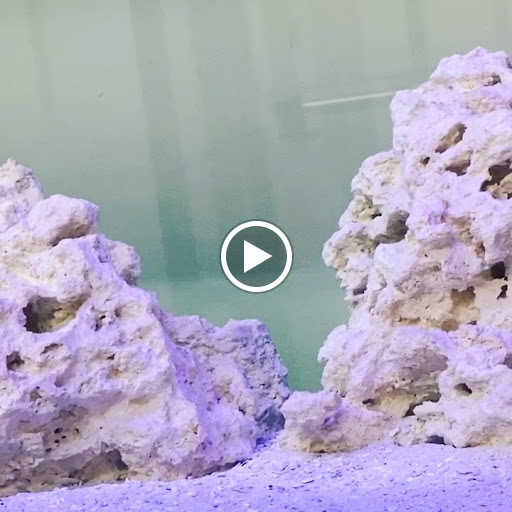 Explore moon and star tattoo ideas, creative tattoo ideas in Cary, available at Fine Art Body Piercing By Lilith Mae