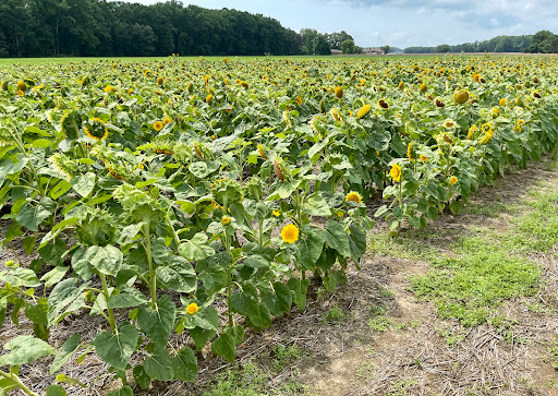 Fruit and Vegetable Store «Henley Farm», reviews and photos, 3513 Charity Neck Rd, Virginia Beach, VA 23456, USA