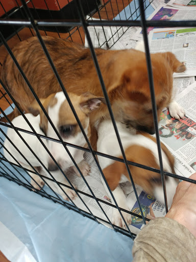 Pet Store «Pet Valu», reviews and photos, 1301 W Skippack Pike, Blue Bell, PA 19422, USA