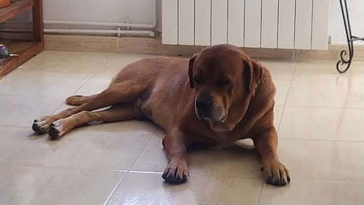 Canisax Veterinarios en Sax