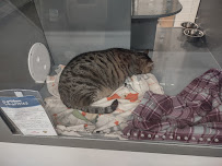 PetSmart - Photo 3 - Car repair in Richmond, TX, Sugar Land