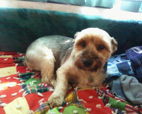 Pet Supply Store «Pet Club W. Tucson», reviews and photos, 5068 N Oracle Rd, Tucson, AZ 85704, USA