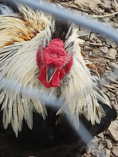 Farm «Alstede Farms», reviews and photos, 1 Alstede Farms Ln, Chester, NJ 07930, USA