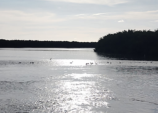 Wildlife Refuge «Ding Darling Wildlife Refuge», reviews and photos, 1 Wildlife Dr, Sanibel, FL 33957, USA