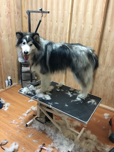 Pet Groomer «Spoiled Petz Pet Store and Grooming», reviews and photos, 12030 Donner Pass Rd #1, Truckee, CA 96161, USA