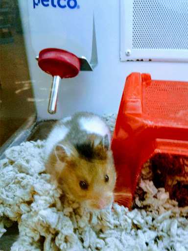 Pet Supply Store «Petco Animal Supplies», reviews and photos, 11111 San Jose Blvd #57, Jacksonville, FL 32223, USA
