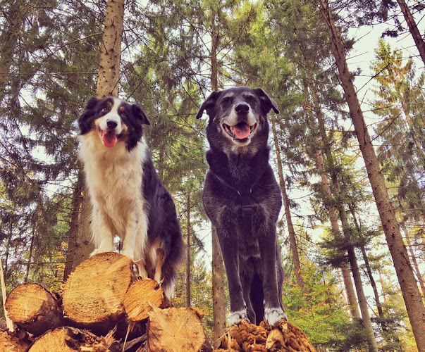 Rezensionen über everydaydog.ch in Aarau - Hundeschule