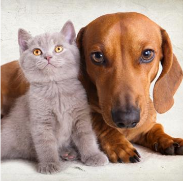Cat Can - Accesorios y Alimentos para Mascotas