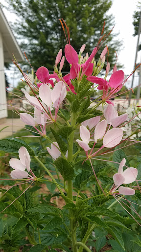 Park «Hampe Park», reviews and photos, 297 W Lies Rd, Carol Stream, IL 60188, USA