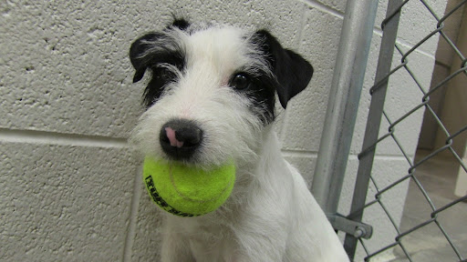 Pet Boarding Service «Bed & Biscuit Pet Resort», reviews and photos, 5525 AZ-69, Mayer, AZ 86333, USA