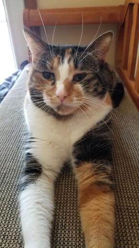 Pet Supply Store «PetSmart», reviews and photos, 2865 Oak Valley Dr, Ann Arbor, MI 48103, USA