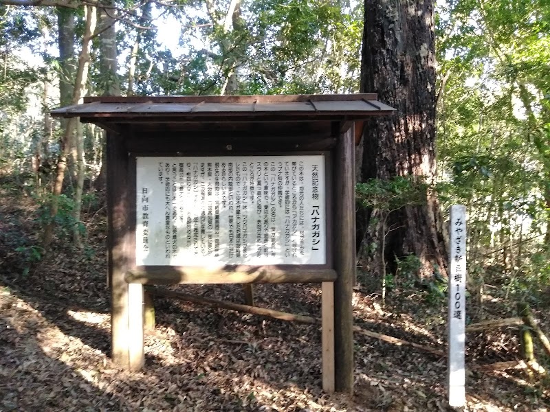福瀬神社のハナガガシ林