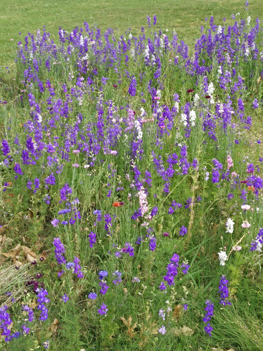 Nature Preserve «Spring Creek Nature Area», reviews and photos, N Plano Rd, Richardson, TX 75082, USA