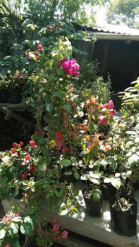 Opiniones de Vivero Rosalinda Flores en Talca - Centro de jardinería