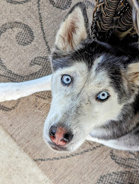 Nibbles & Yips, LLC - Photo 8 - Car repair in , Thornton