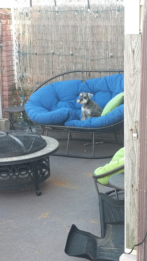 Pet Supply Store «Pet Supplies Plus», reviews and photos, 1137 Old Country Rd, Westbury, NY 11590, USA