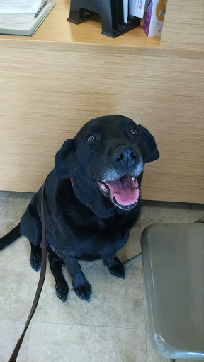 Pet Supply Store «Petco Animal Supplies», reviews and photos, 6280 S Westnedge Ave, Portage, MI 49002, USA