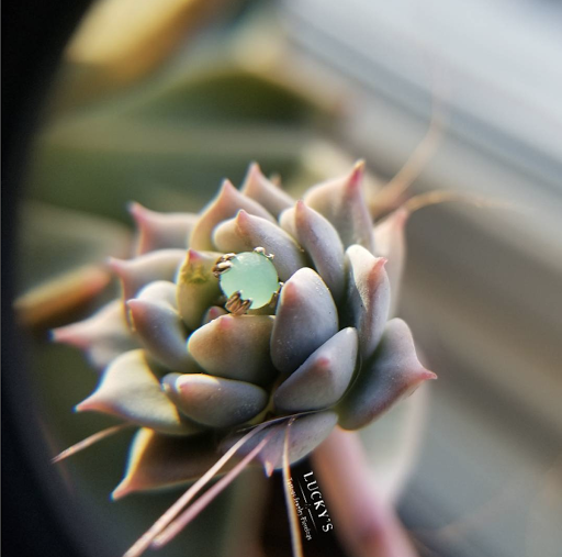 Explore tattoo ideas for my daughter, creative tattoo ideas in Cambridge, available at Luckys Tattoo and Piercing