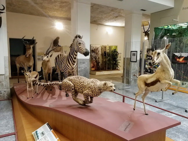 Recensioni di Museo di Storia Naturale Faraggiana Ferrandi a Novara - Museo