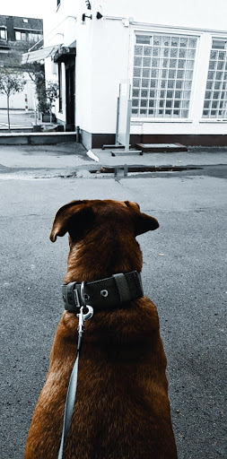 Dr. Heinz Peter Lewitschek veterinarian unter Bad Homburg, 