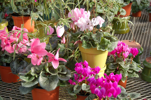 Florist «Nunan Florist & Greenhouses», reviews and photos, 269 Central St, Georgetown, MA 01833, USA