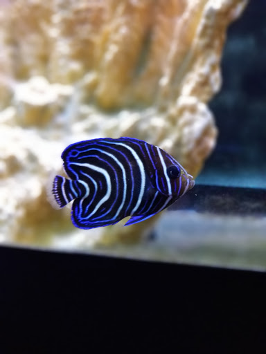 Aquarium «Marine EXTREMES», reviews and photos, 6257 E 21st St N, Wichita, KS 67208, USA