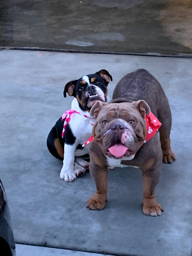 Pet Supply Store «PetSmart», reviews and photos, 12483 Limonite Ave, Mira Loma, CA 91752, USA