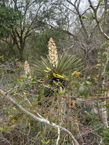 Park «McKelvey Park», reviews and photos, 1325 S 77 Sunshine Strip, Harlingen, TX 78550, USA