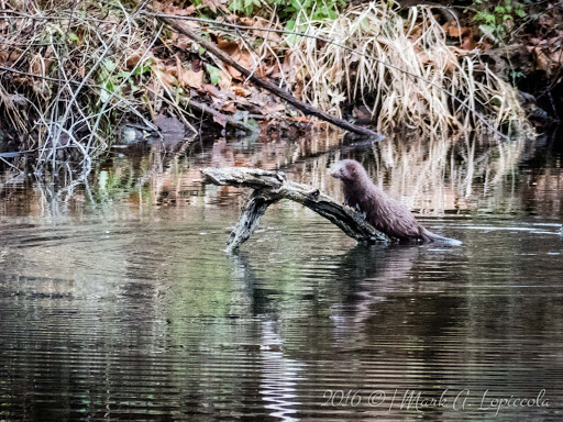 Nature Preserve «Stage Nature Center», reviews and photos, 6685 Coolidge Hwy, Troy, MI 48098, USA